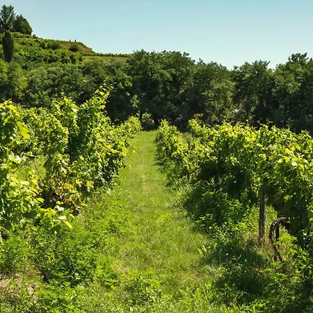 公寓 In - Balaton 18946 *